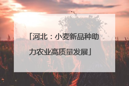 河北：小麦新品种助力农业高质量发展